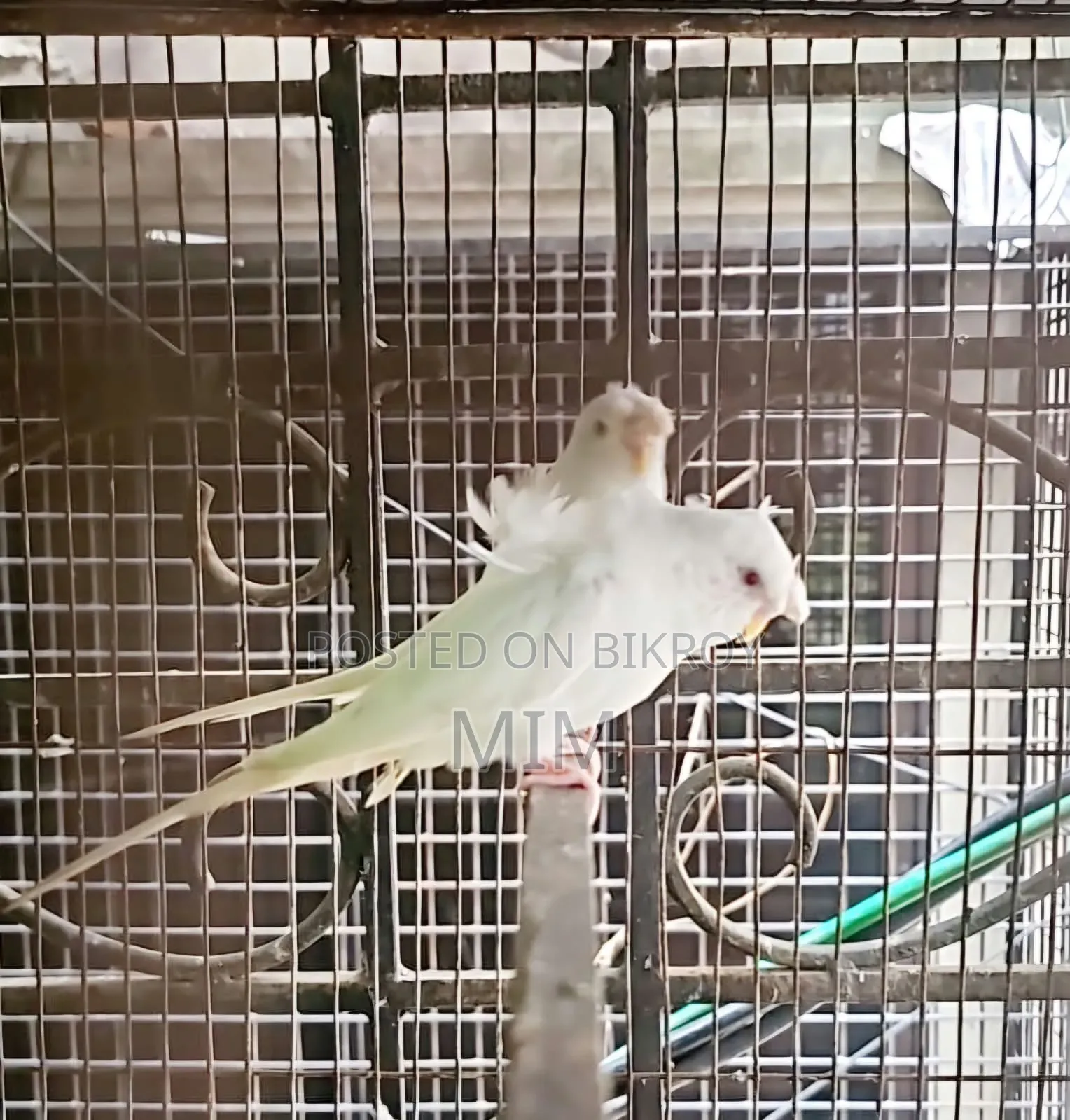 রেড আই রানিং জেপি-১ জোড়া