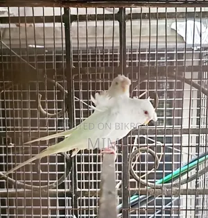 রেড আই রানিং জেপি-১ জোড়া