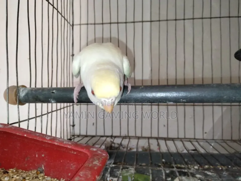 বাজরিগার পাখি
