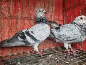 Grizzly baby pair, both are female chicks