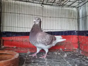 Grizzly baby pair, both are female chicks