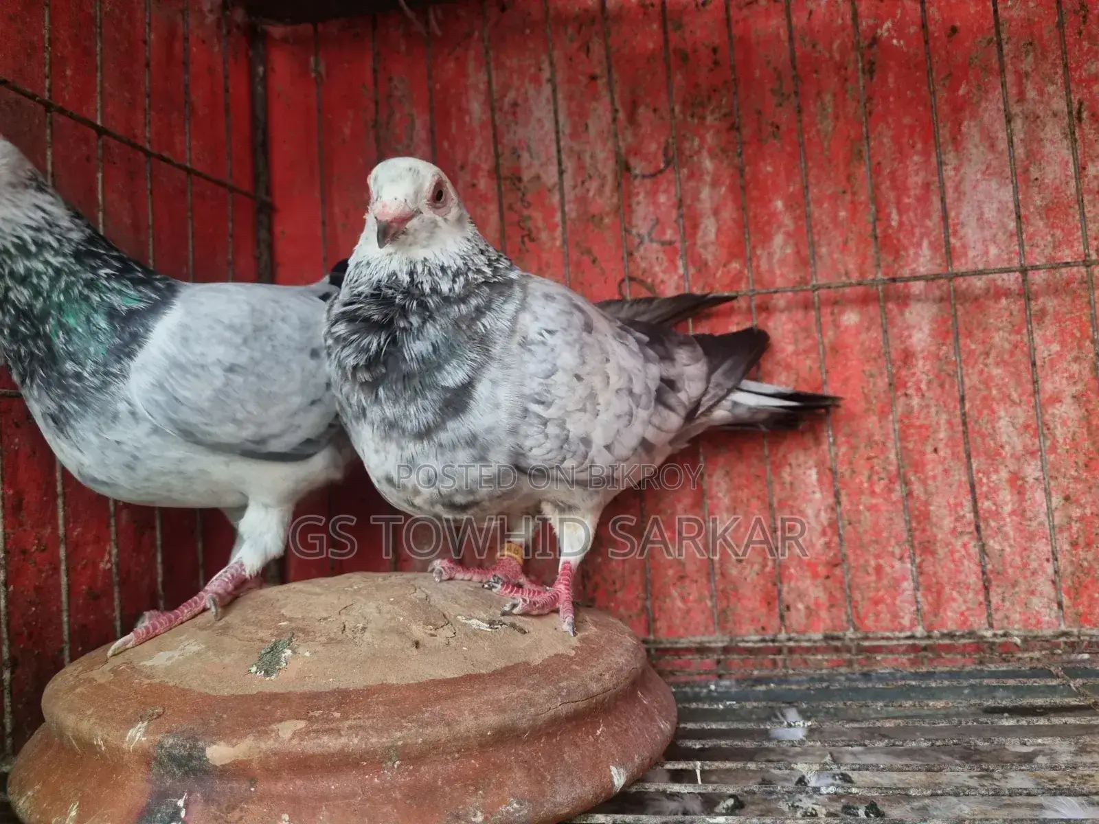 Grizzly baby pair, both are female chicks