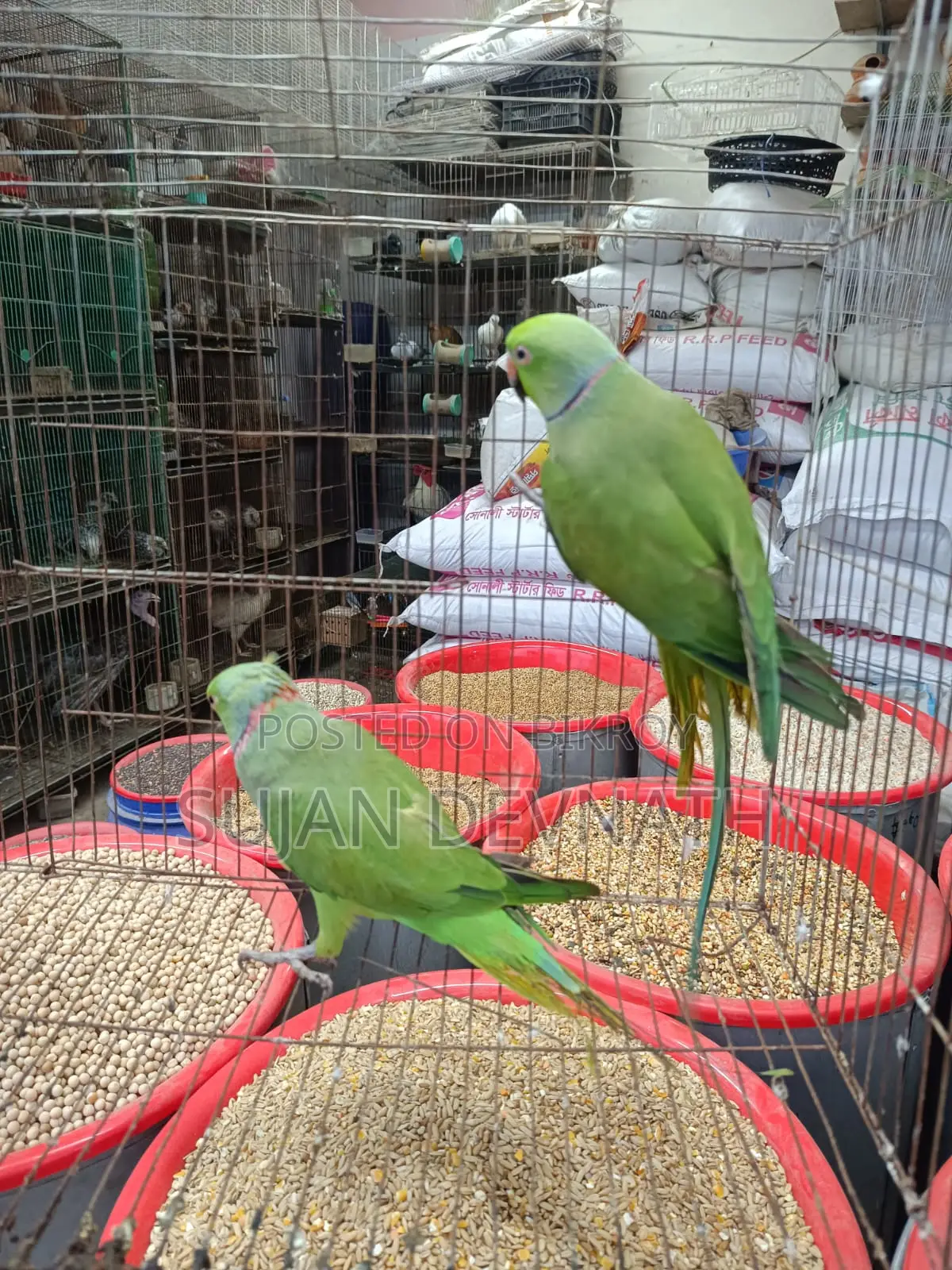 জোড়া টিয়া পাখি বিক্রি হবে!