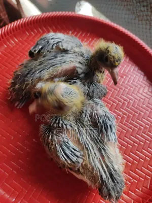 Pigeon