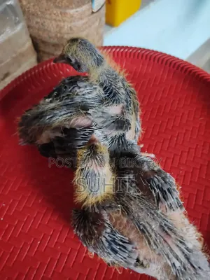 Pigeon
