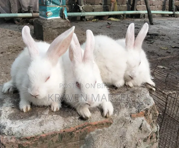 মিনি লপ র‍্যাবিট সেল দিবে