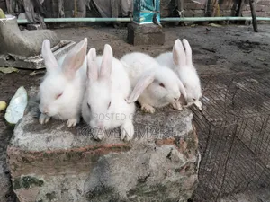 মিনি লপ র‍্যাবিট সেল দিবে