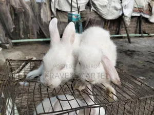 মিনি লপ র‍্যাবিট সেল দিবে