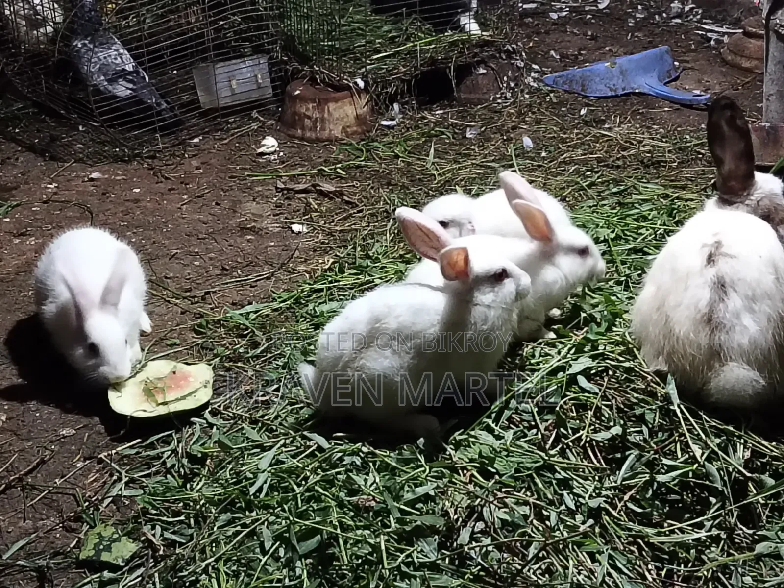 মিনি লপ র‍্যাবিট সেল দিবে