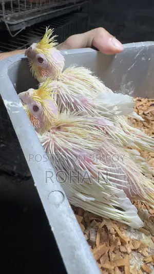 Cockatiel Baby