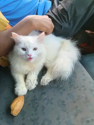 ৬-১২ মাস পুরুষ পিউব্রেড টার্কিশ অ্যাঙ্গোরা