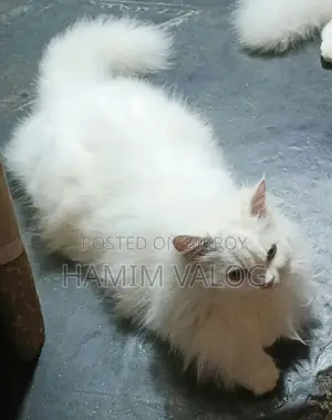 1+ year Female Purebred Persian