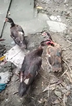 3 Chinese ducks for sale — 1 male and 2 females