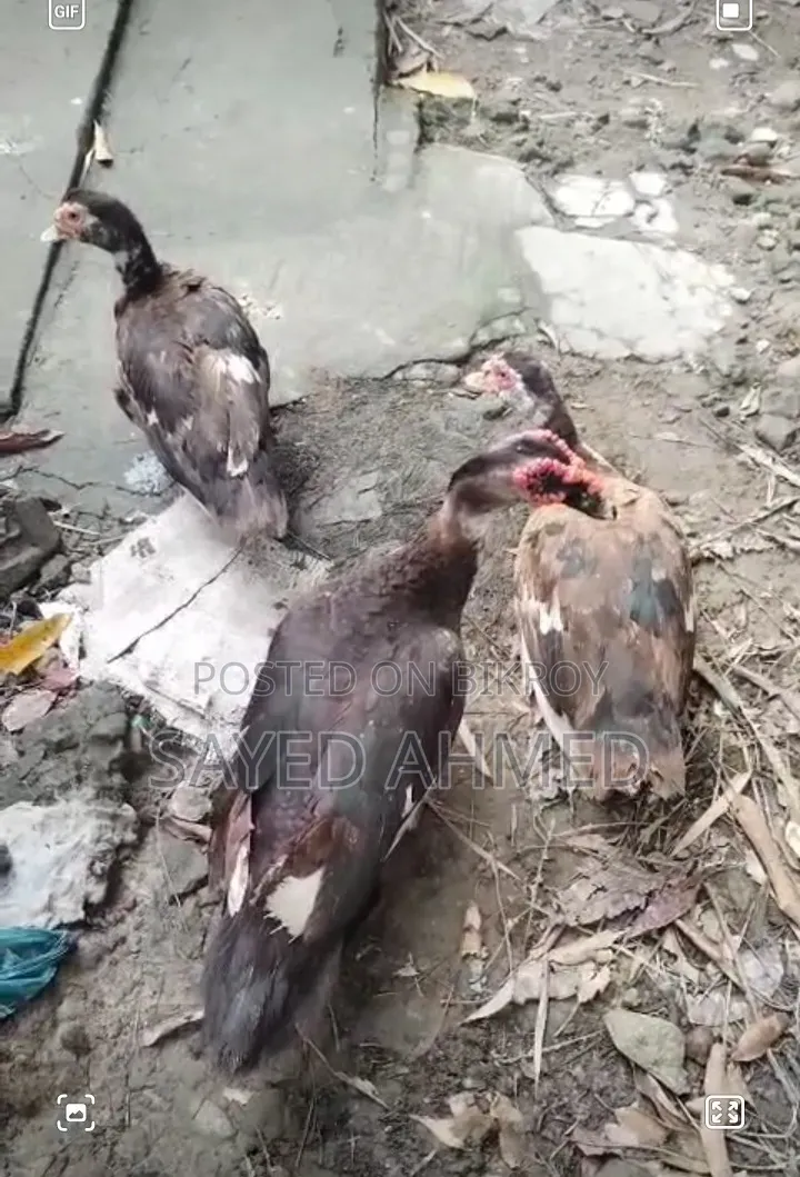 3 Chinese ducks for sale — 1 male and 2 females