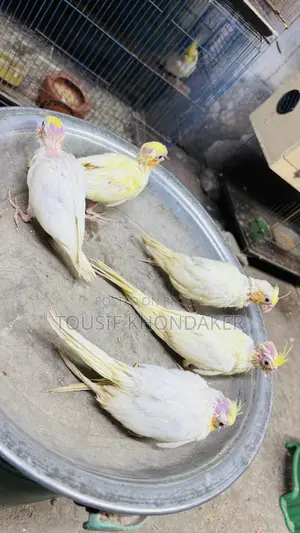 টেম সাইজ বেবি