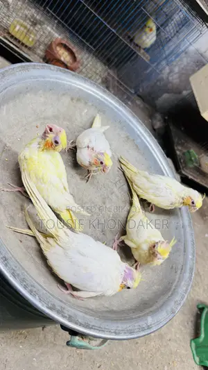 টেম সাইজ বেবি