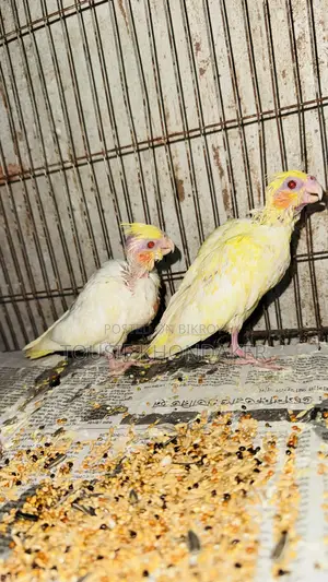 টেম সাইজ বেবি