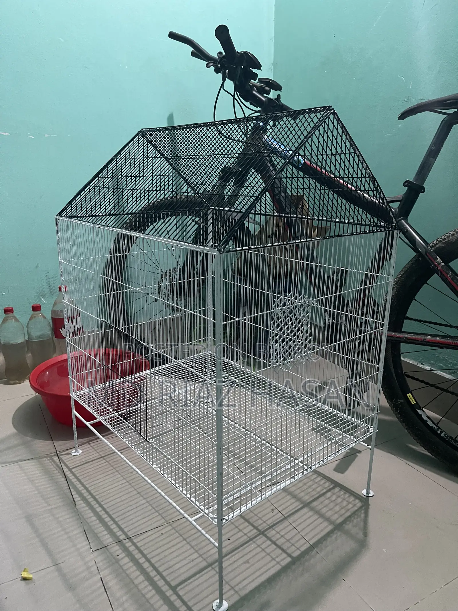 গ্রিন চিক কনুর ব্রিডিং পেয়ার ফুল সেটআপ