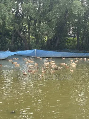 90 Ducks for Sale