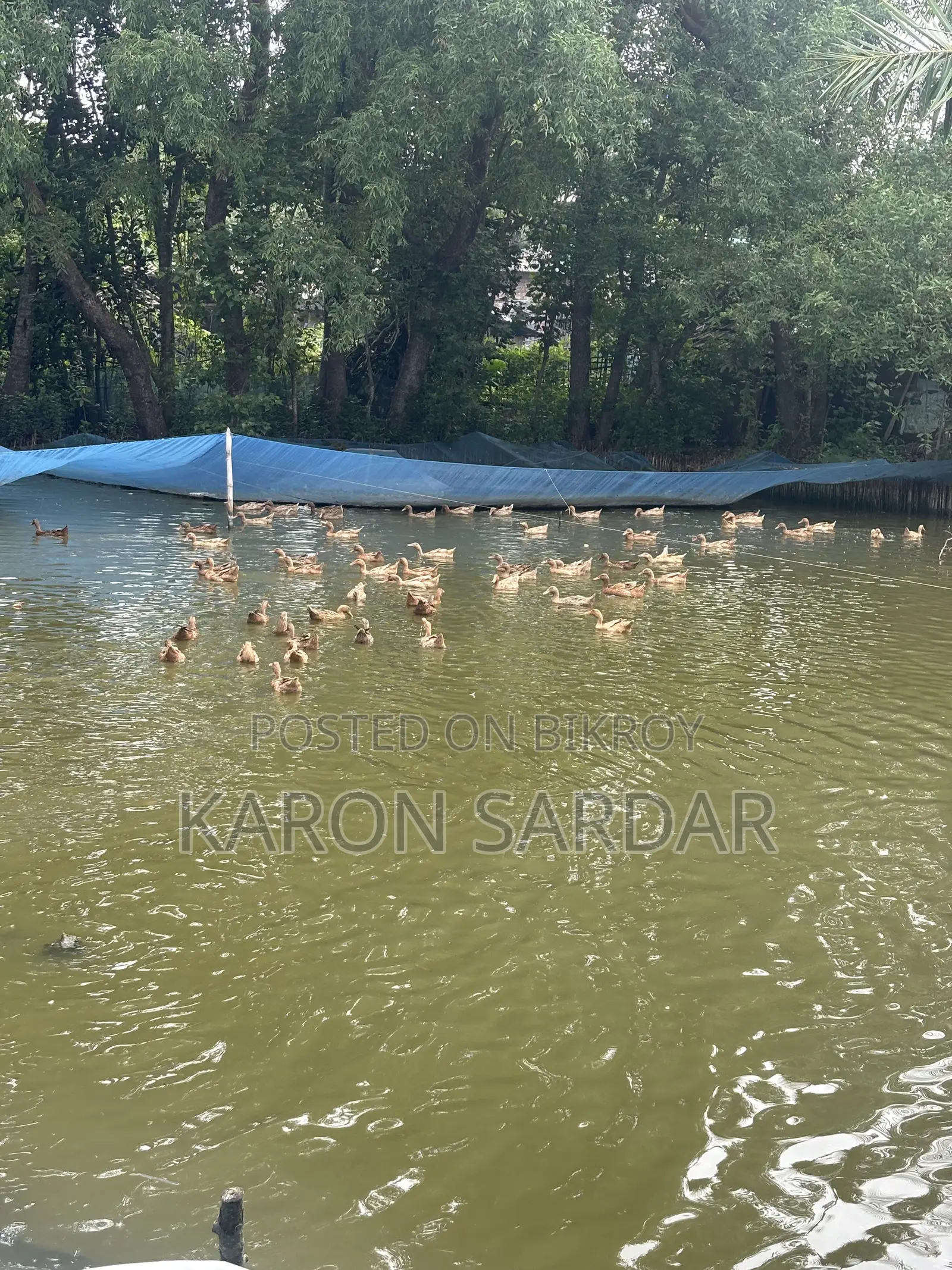90 Ducks for Sale