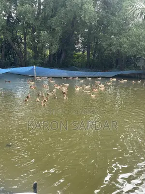 90 Ducks for Sale