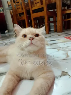 ৩-৬ মাসের পুরুষ পিওর পারশিয়ান
