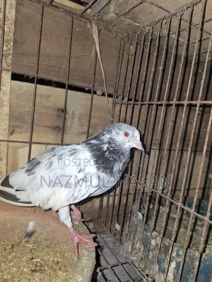 Golden Female Pigeon.