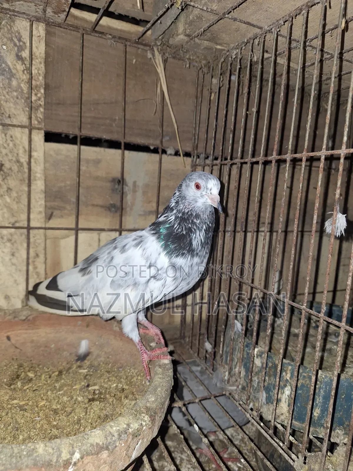 Golden Female Pigeon.