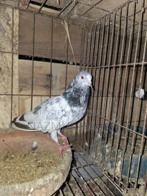 Golden Female Pigeon.