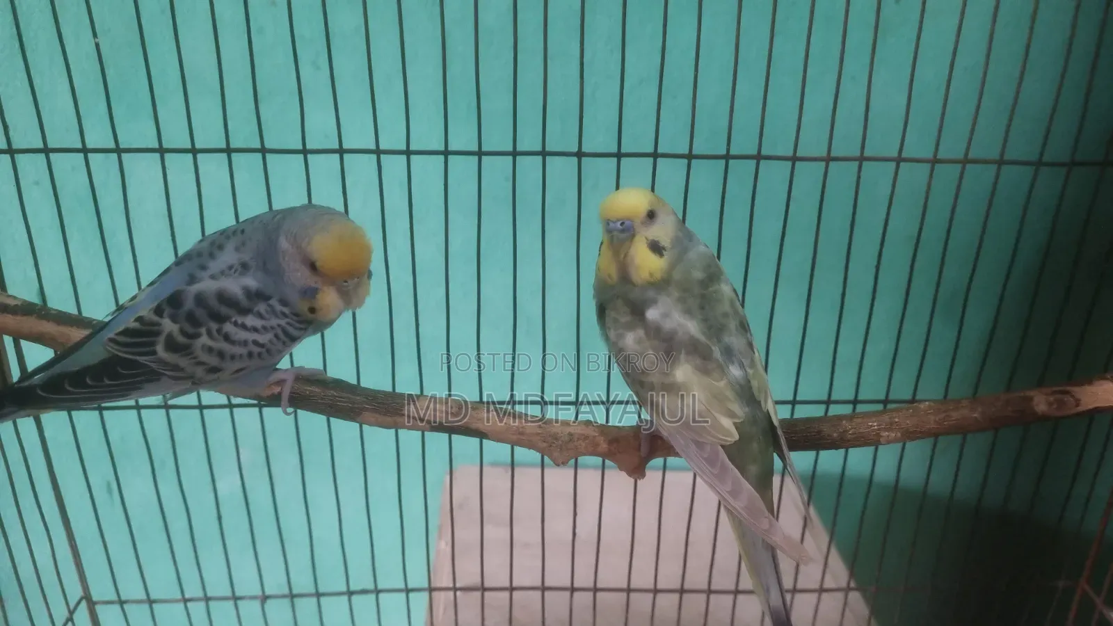 Running Budgies