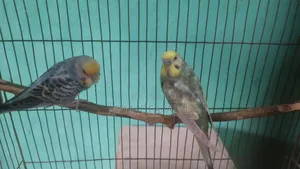 রানিং বাজিরগর পাখি