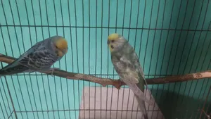 Running Budgies
