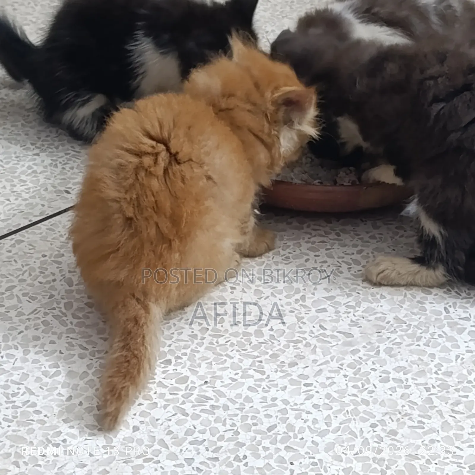 1-3 months Female Purebred Persian