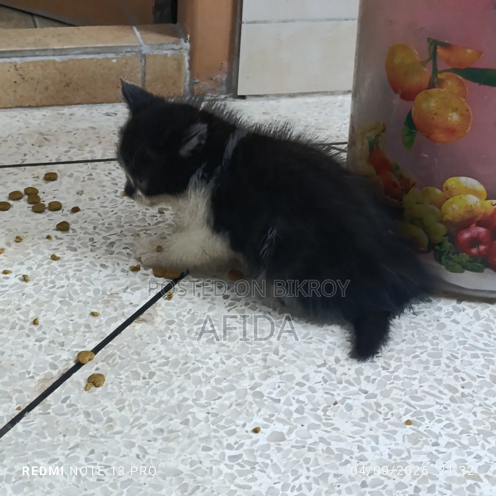 1-3 months Female Purebred Persian
