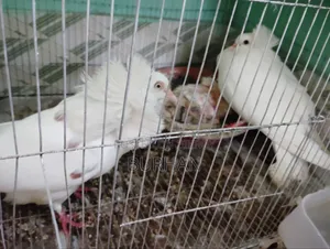 Active Pigeons