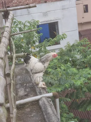 Brahma Male