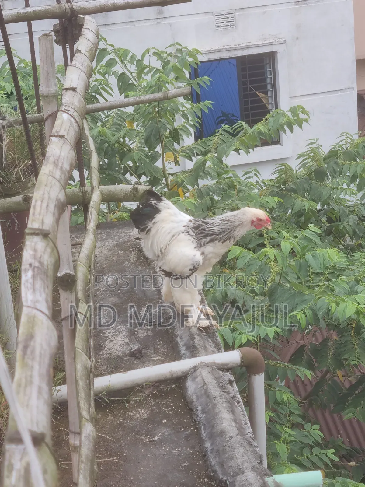 Brahma Male