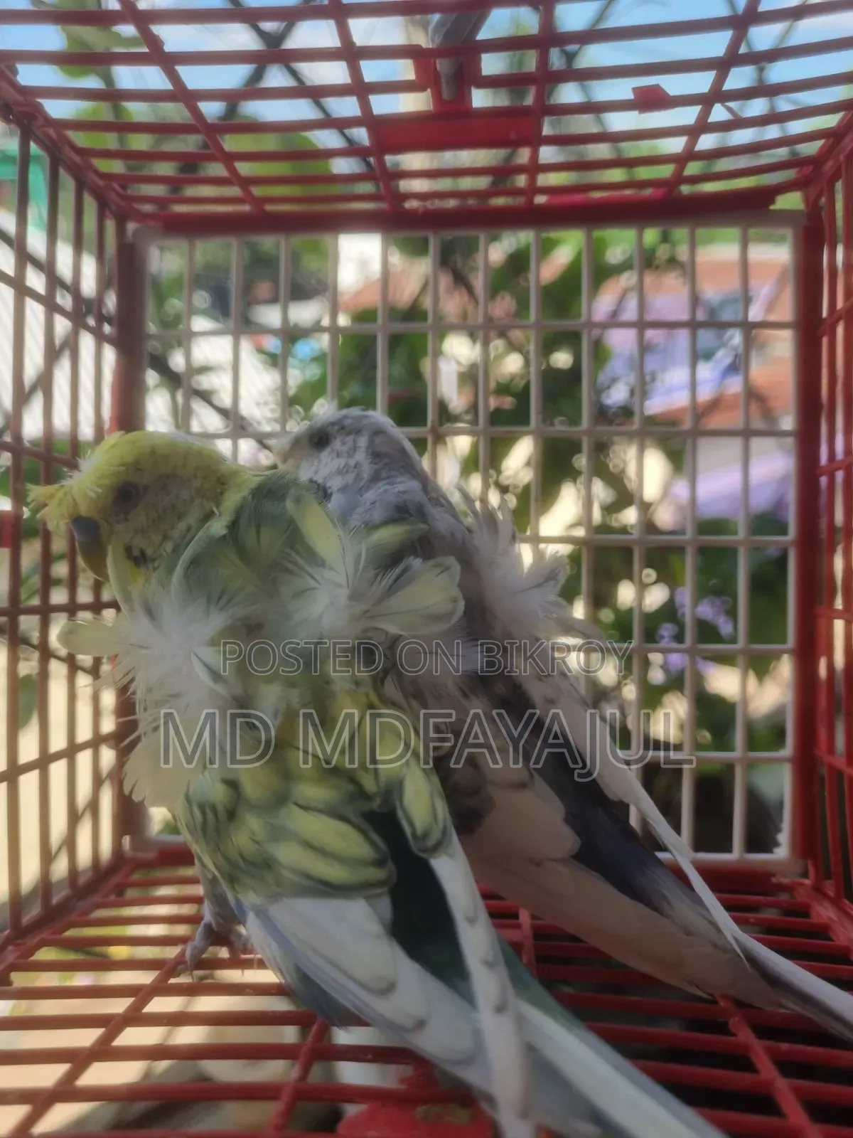 রানিং জেপি