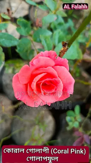 গোলাপ ফুলের চারা