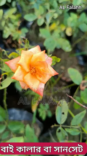 গোলাপ ফুলের চারা