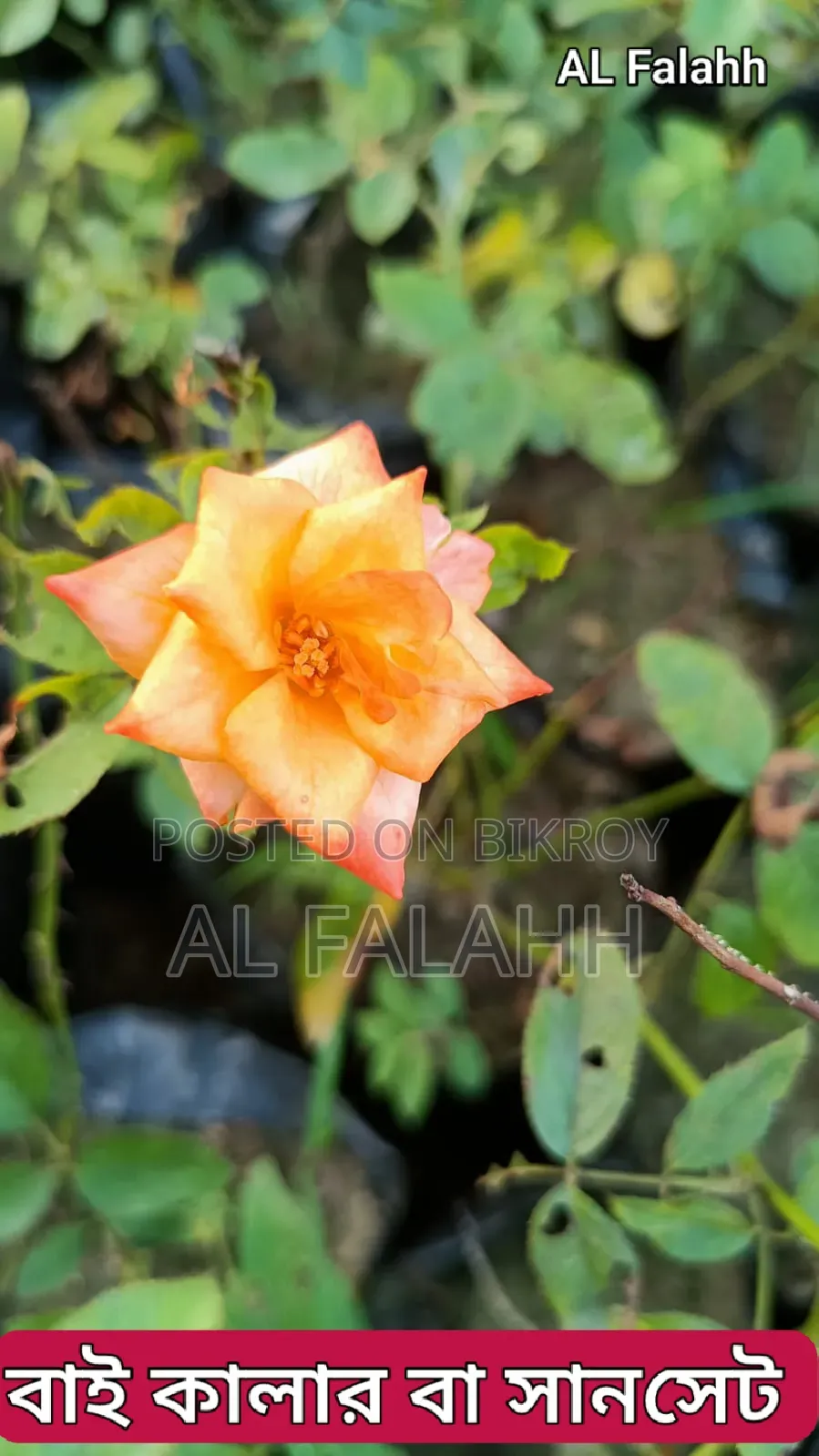 গোলাপ ফুলের চারা