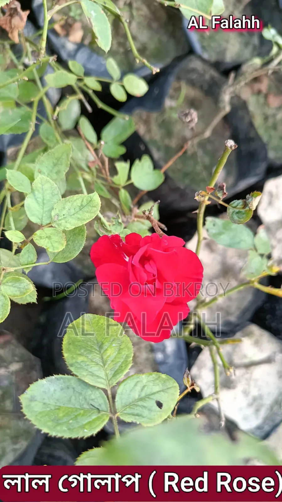 গোলাপ ফুলের চারা