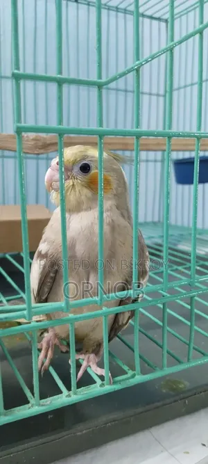 গ্রে ফুল টেম ককাটেল
