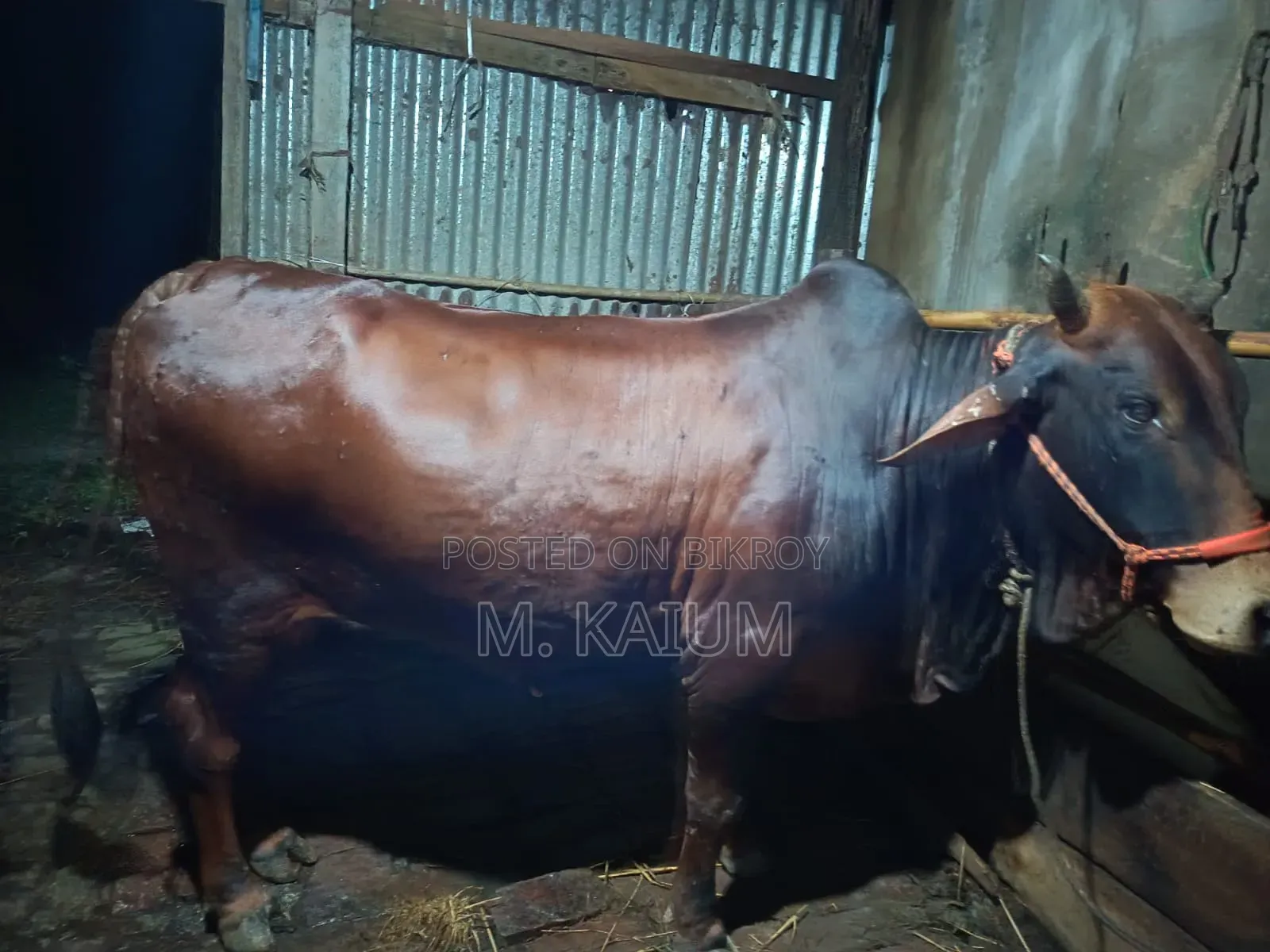 Cow for Sale
