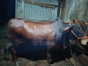 গরুটা বিক্রি করা হবে