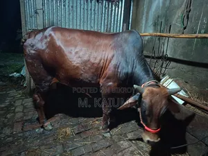 Cow for Sale