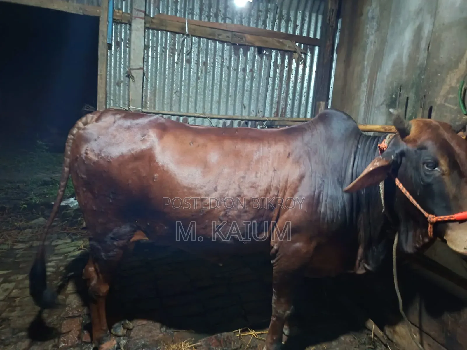 Cow for Sale