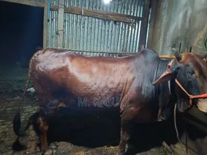 Cow for Sale