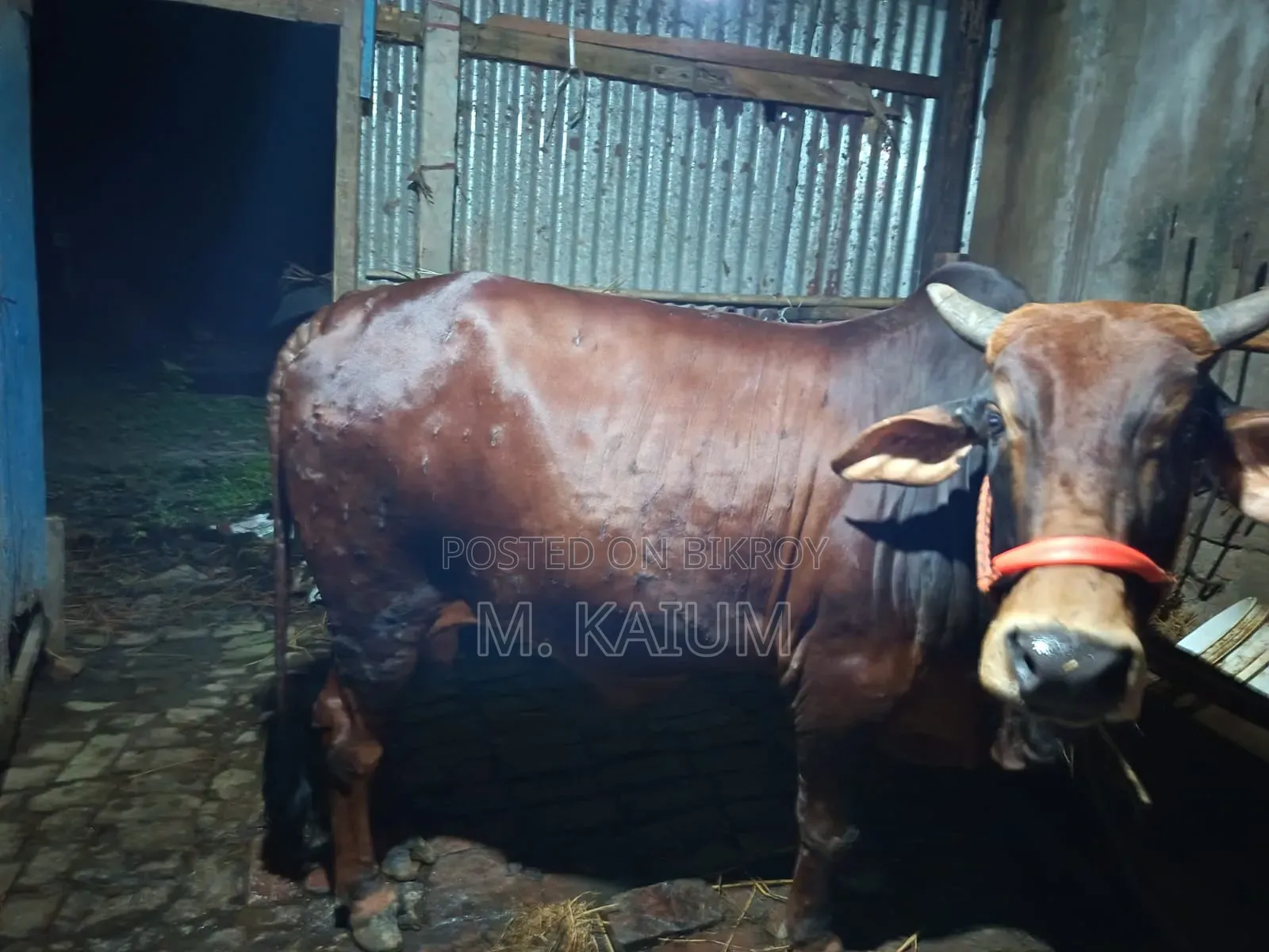 Cow for Sale