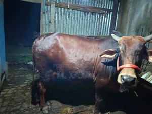 Cow for Sale